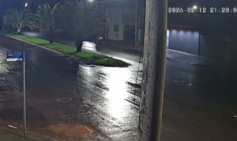 Ilustração da notícia Cão é arremessado duas vezes contra o chão e caso revolta moradores em Chapadão do Sul